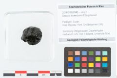 Foto (Objekt + Etikett) von Sequoia bowerbankii Ettingshausen (NHMW-GEO-2024-0188-8940)